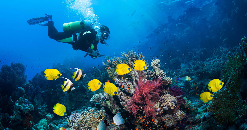 Scuba Diving